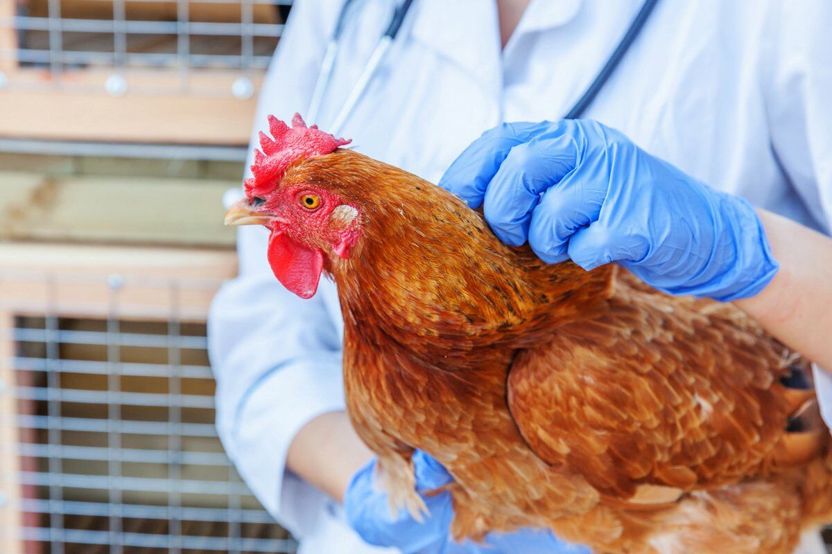  За прошедшую неделю 21 страна сообщила в ВОЗЖ о новых очагах гриппа птиц