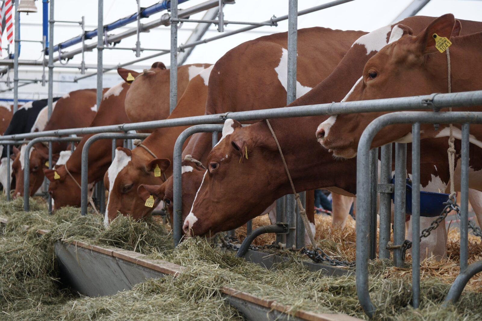  Ученые ФНАЦ ВИМ создали систему мониторинга здоровья коров в реальном времени через желудок