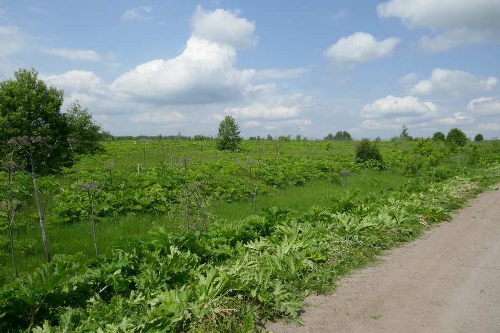  В Ярославской области от борщевика Сосновского очистили более 840 гектаров