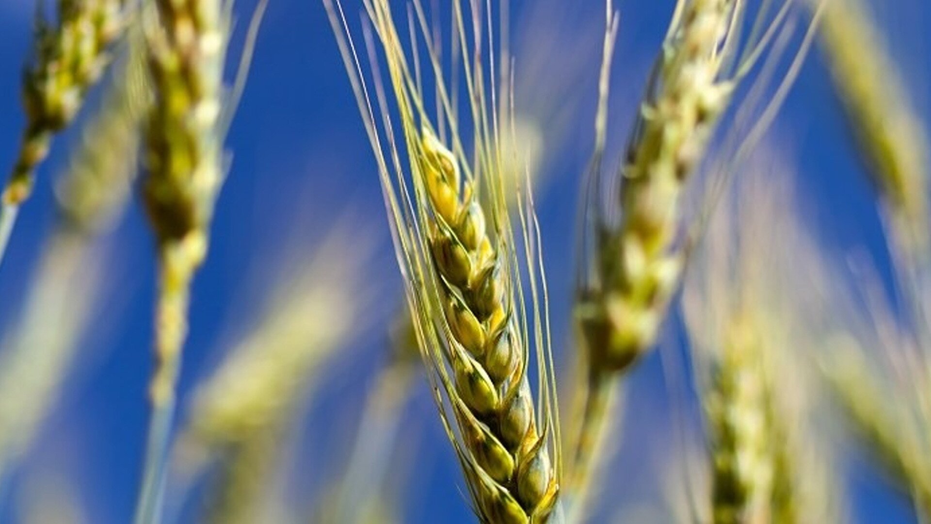 В Воронежской области ожидается рекорд по производству зерновых культур 