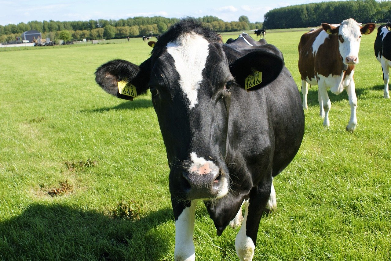 «ДектоПро» — надежное решение проблемы паразитозов у крупного рогатого скота