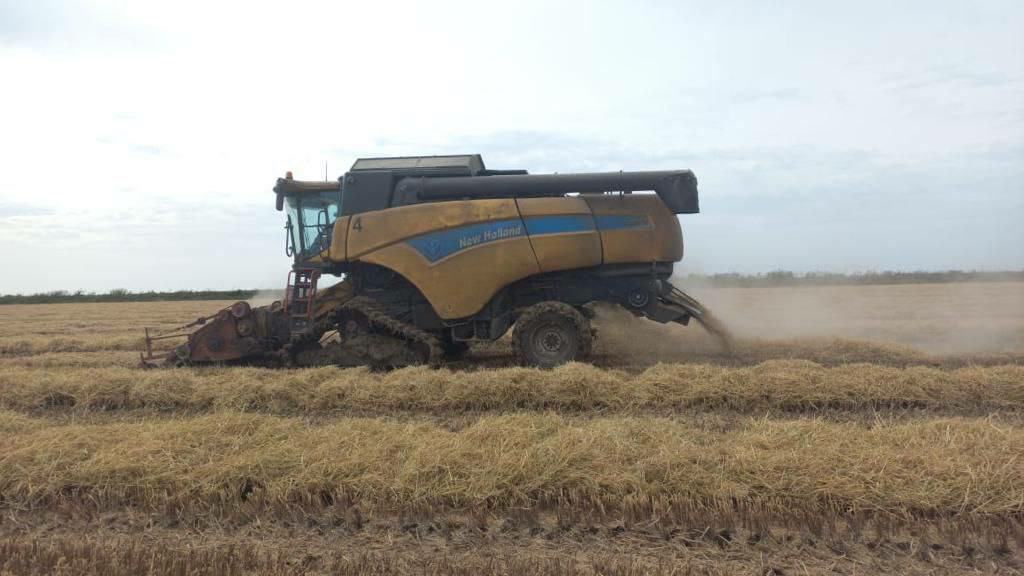  В Астраханской области урожайность зерновых выросла на 80%