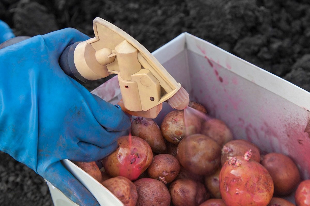  Применение химических и биологических препаратов на картофеле для предпосадочной обработки клубней