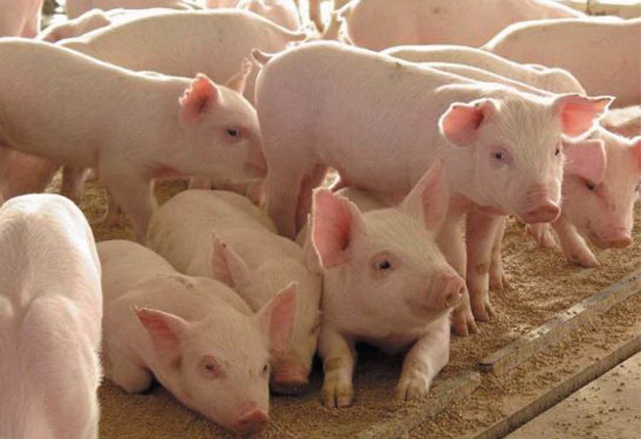  В Рязанской области открыт новый свиноводческий комплекс