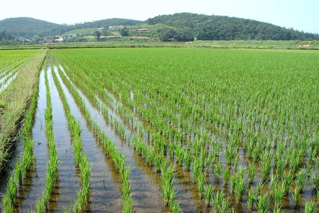  Серьезные инвестиционные проекты по рису появляются в Астраханской области