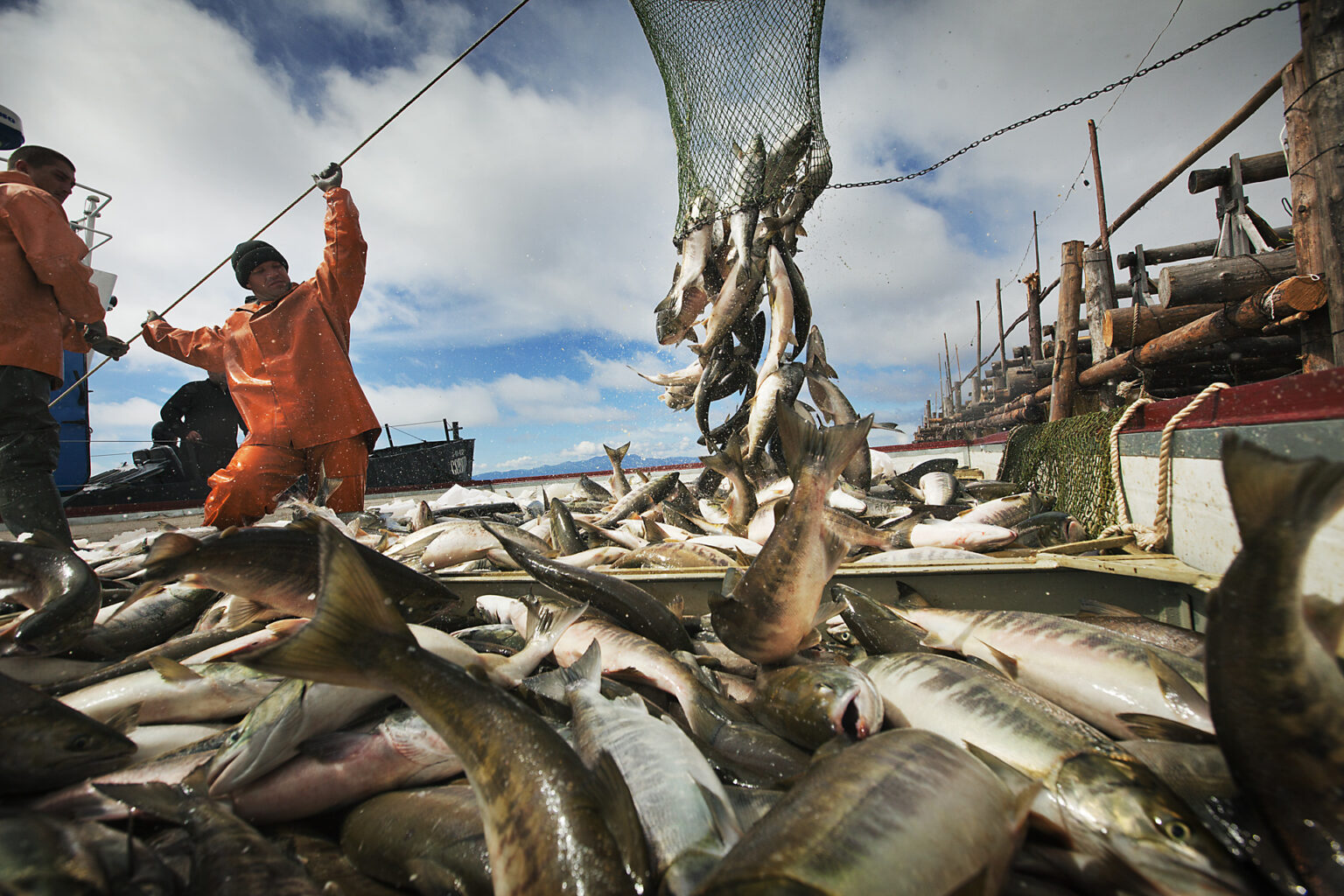  Более чем в 1,5 раза увеличили объемы добычи лососей российские рыбаки