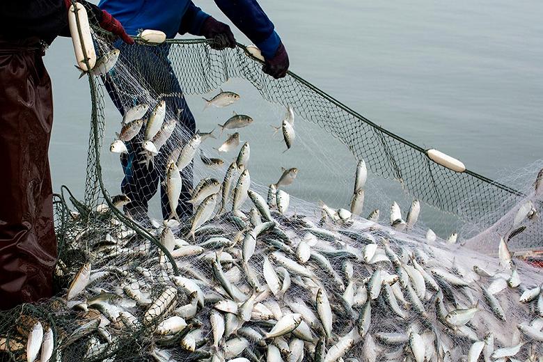  Вологодская область увеличила промышленный вылов рыбы