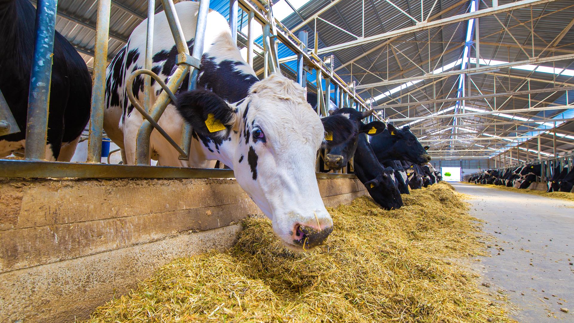  Производство ферментных препаратов для животноводства создадут в Белгородской области