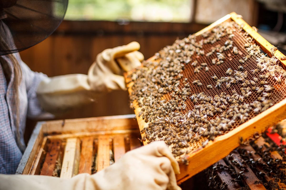  Изменения в закон о пчеловодстве Госдума рассмотрит во втором чтении в октябре