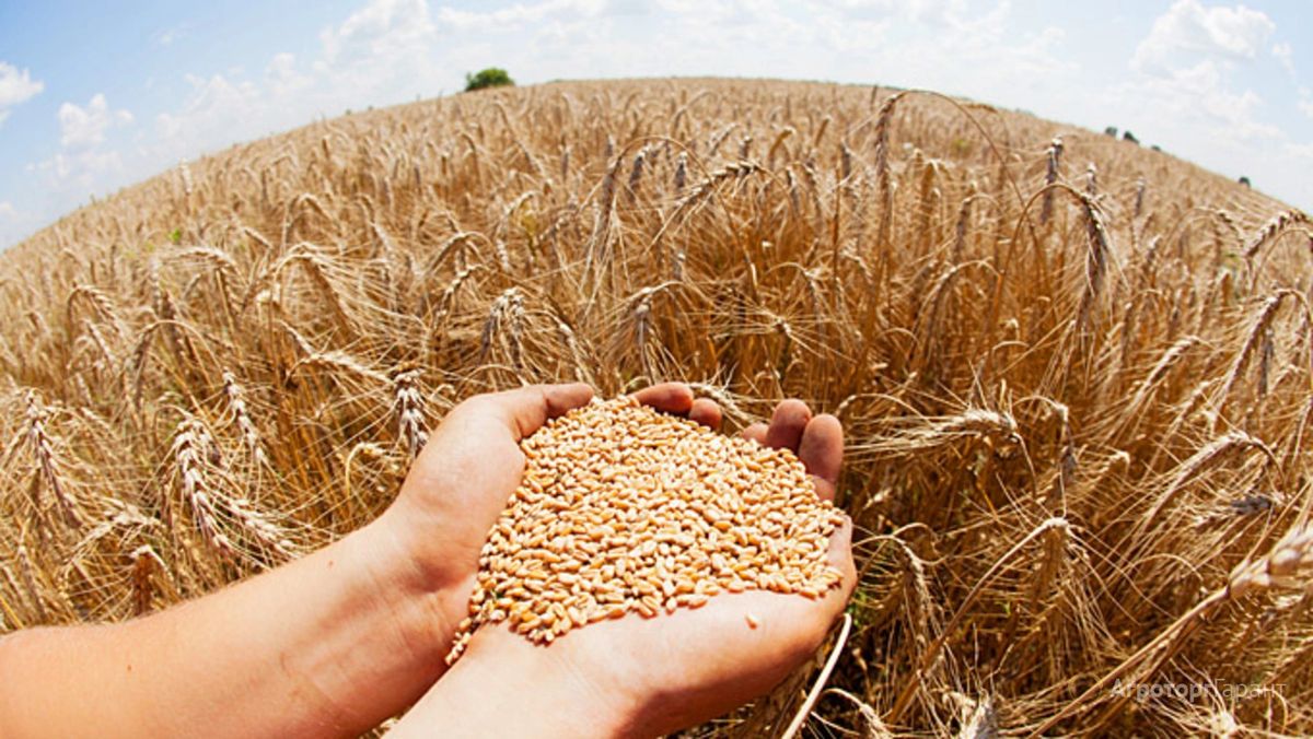  Рекордный за 25 лет урожай зерна собрали в Ивановской области
