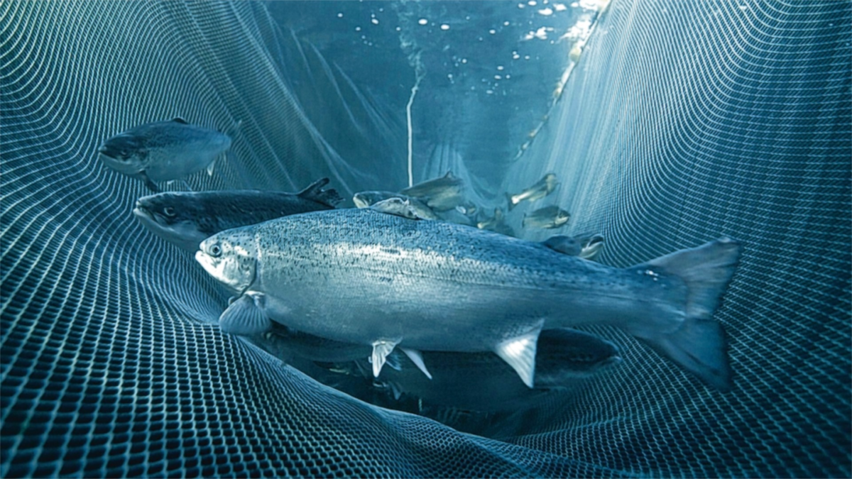  Двукратный рост объема мирового рынка лососевых прогнозируют аналитики