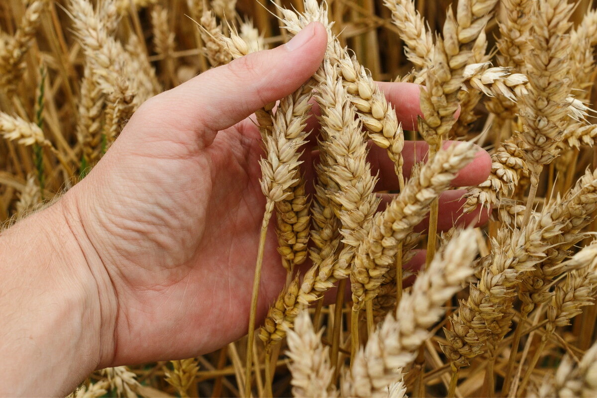  В РФ временно ограничен экспорт твердой пшеницы
