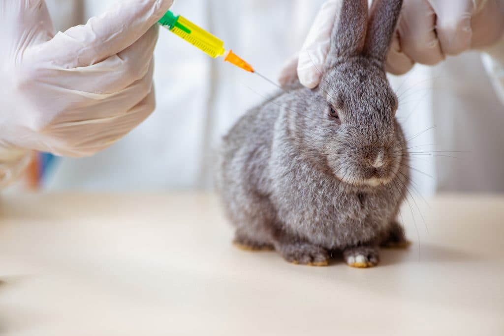 Вакцина кроликам от миксоматоза и вгбк. Миксоматоз у кроликов вакцина. Миксоматоз кроликов вакцинация. ВГБК вакцина для кроликов. Миксоматоз и ВБГ кроликов.