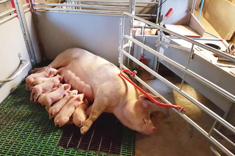  Буферными зонами защитят Калужские свинокомплексы и птицефабрики