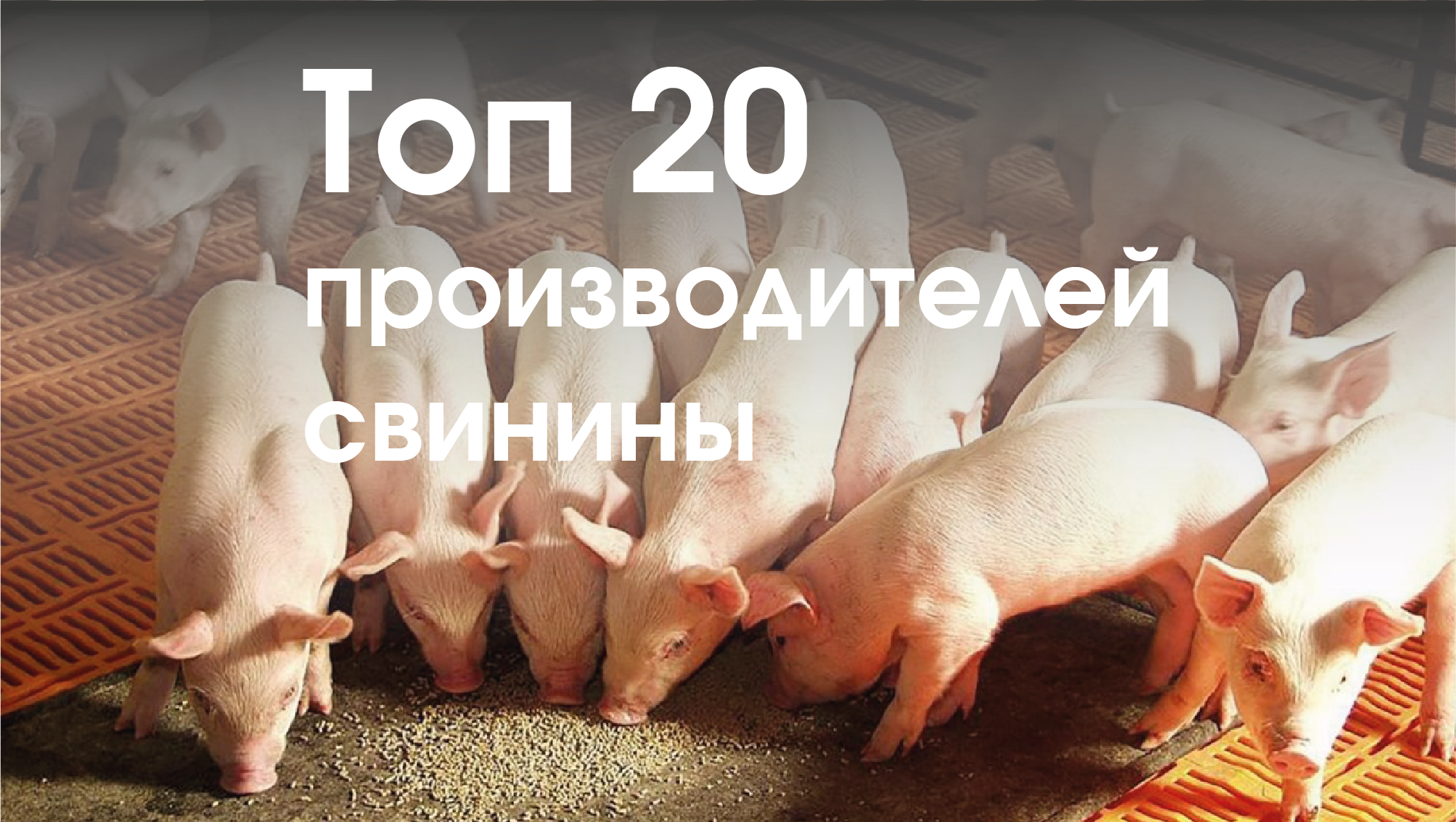  Топ-20 производителей свинины в 2023 г. Динамика производства