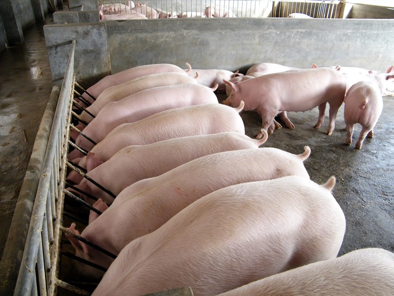  В России продолжается впечатляющий рост поголовья свиней, особенно в сельхозорганизациях
