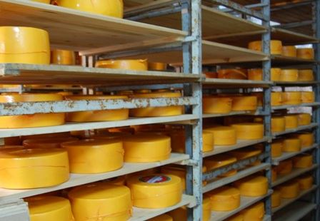  За последние пять лет производство сыра в Костромской области увеличилось в 1,7 раза