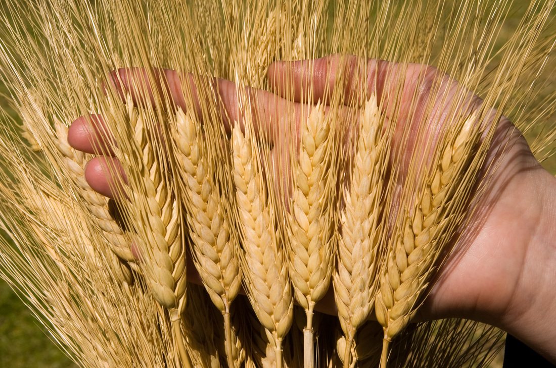  Оценка влияния известкования и удобрений на содержание токсичных элементов в агрочерноземе выщелоченном и накопление в зерне яровой пшеницы