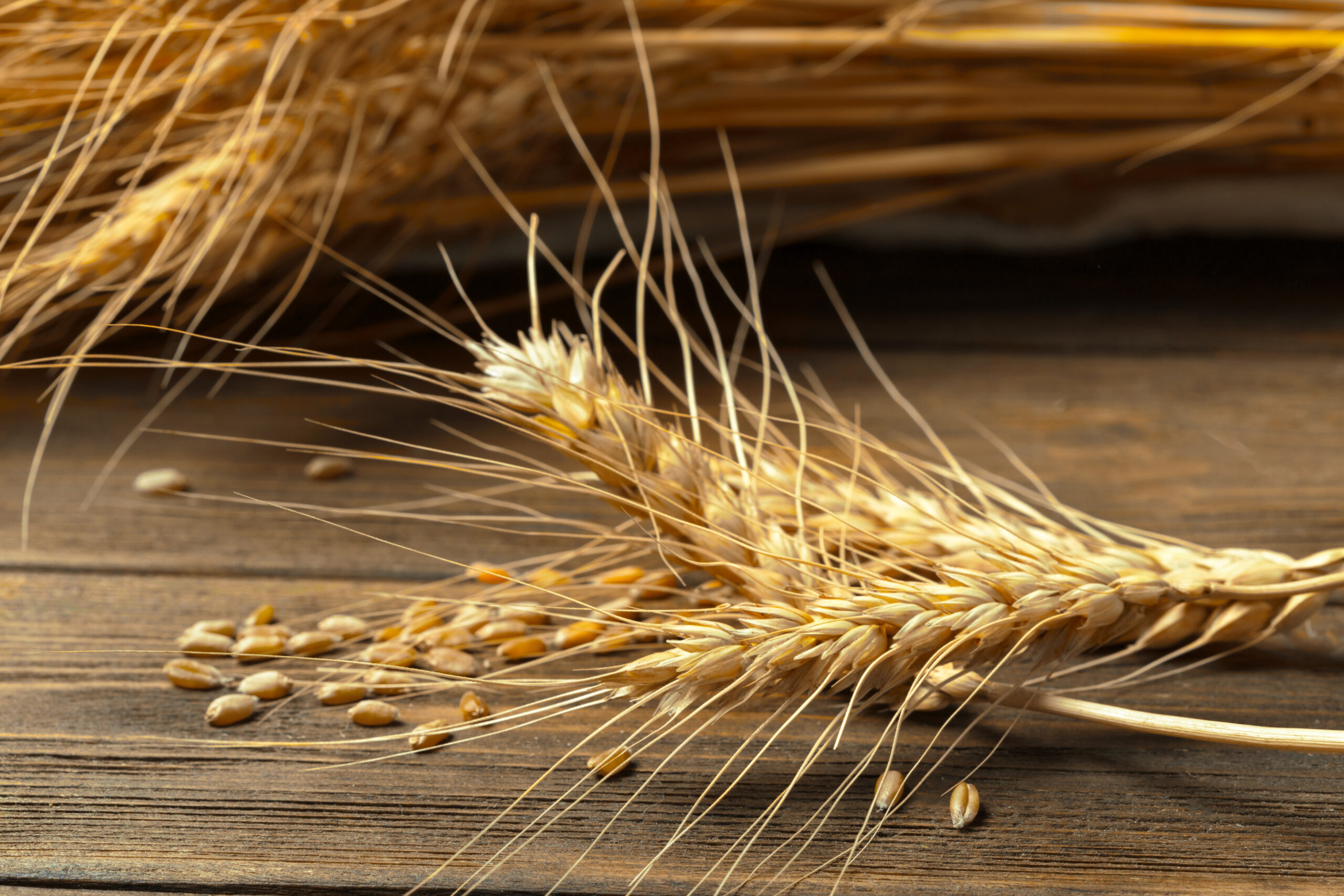  Производители зерновых культур Саратовской области получат дополнительную господдержку на 409,6 млн рублей