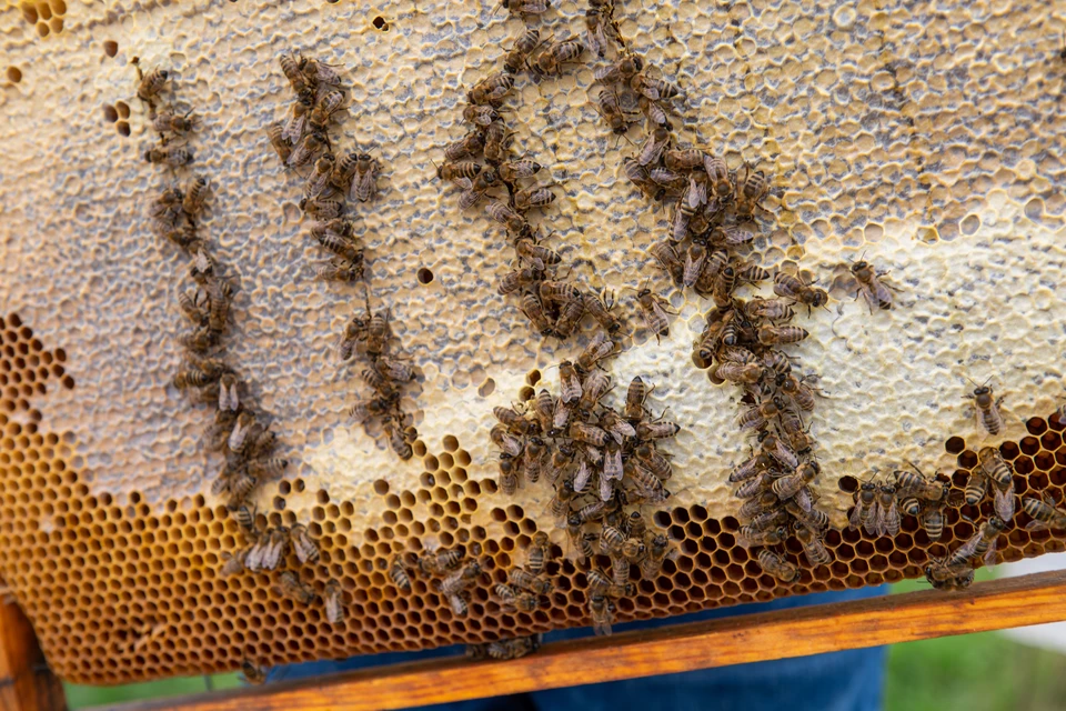  В Томской области создадут специальный информационный портал для пчеловодов