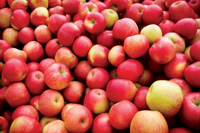  На Тамбовщине собрано около 18 тысяч тонн яблок