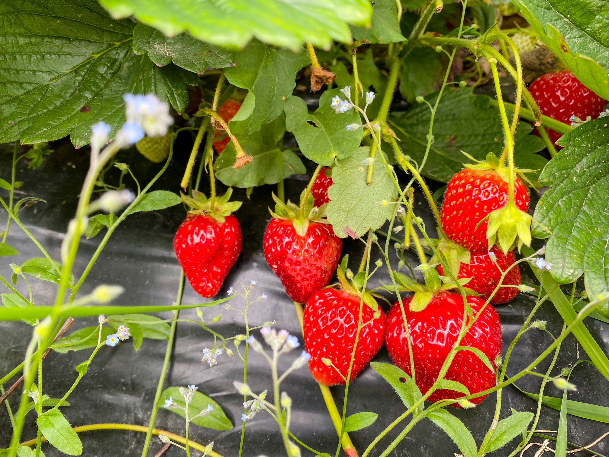  Производство ягод в Ивановской области выросло в 2,4 раза