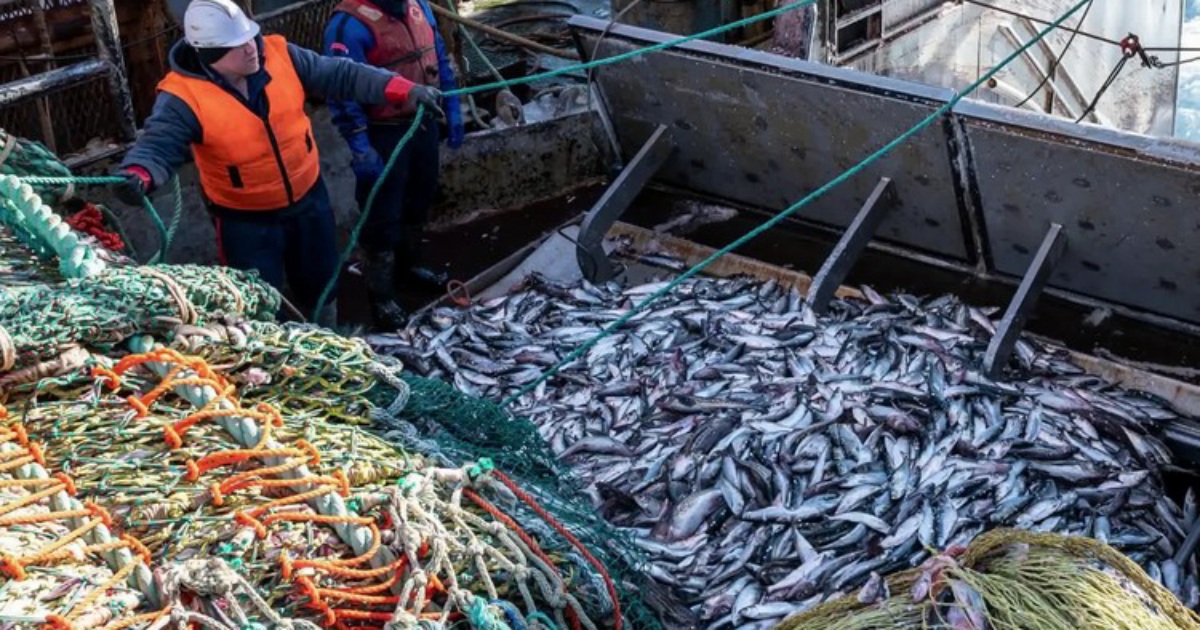  Продолжает расти общероссийский вылов рыбы и морепродуктов