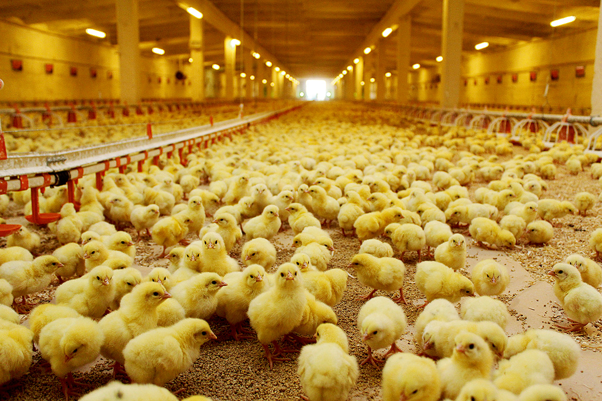  Перспективы мировых рынков мяса птицы в 2024 году умеренно позитивные, ожидается постепенное восстановление спроса