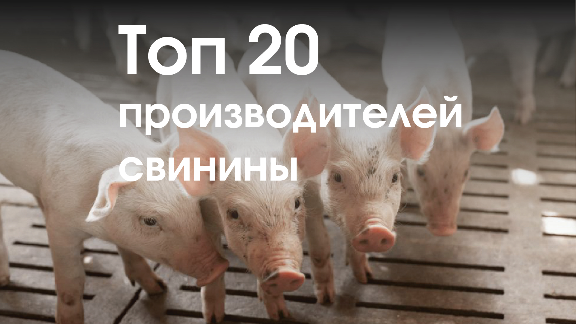  Топ-20 производителей свинины в 2022 г. Динамика производства