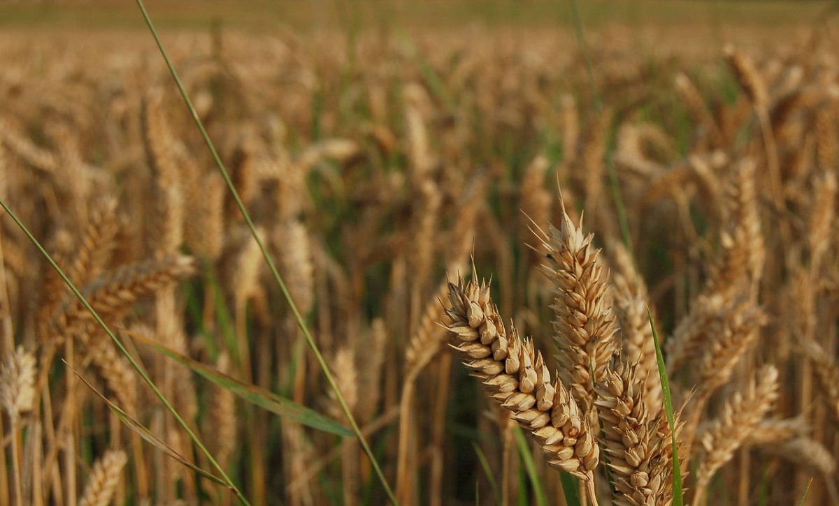  Урожайность озимой пшеницы в зависимости предшественников и сортов в условиях Ростовской области