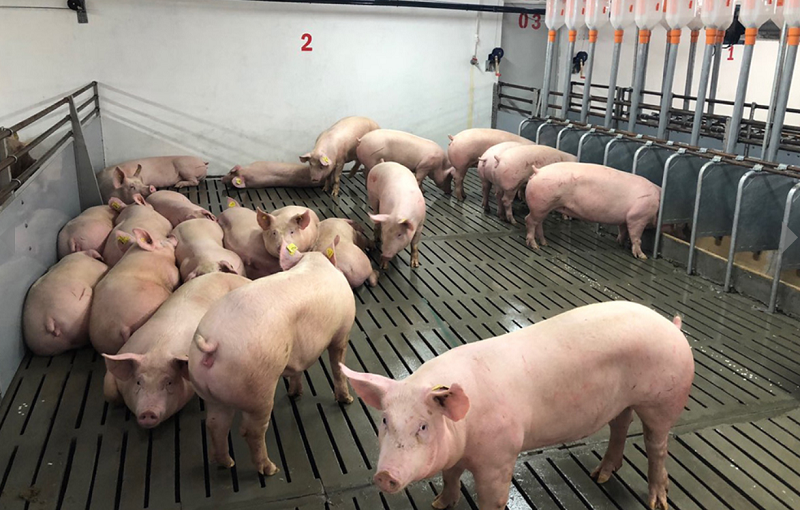  Орловская область вошла в топ-5 производителей свиней в ЦФО в 2022 году